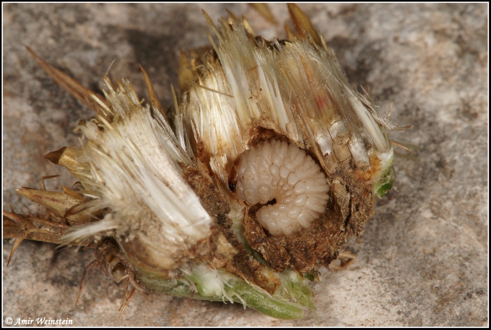 Larinus larvae d''Israele